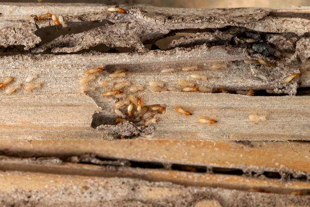 Best Exterminator Services  in Lyford, TX
