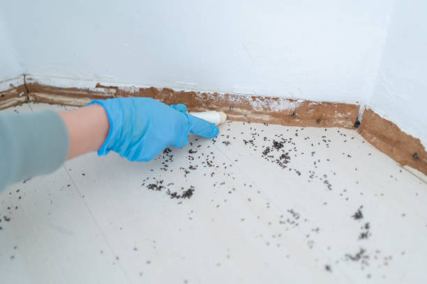 Best Wasp Removal Services  in Lyford, TX